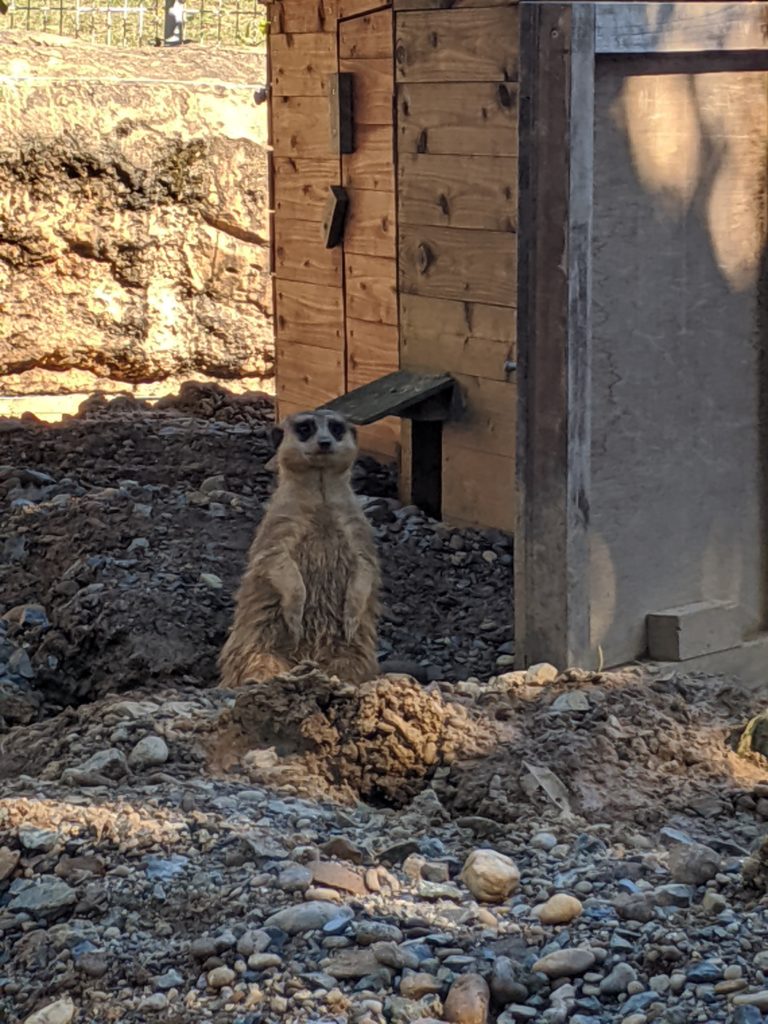 のんほいパーク ミーアキャット